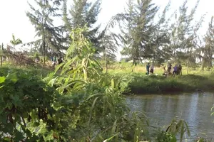 Cãi nhau, đôi tình nhân nhảy kênh tự tử