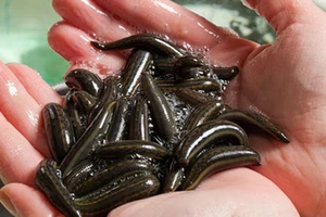 SỐC: Hơn nửa triệu đồng không mua nổi 1kg... đỉa ở Thanh Hóa