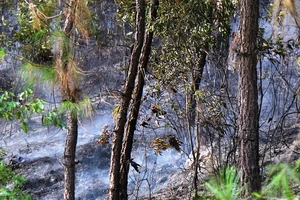 Rừng thông vẫn cháy dữ dội, 500 người dập lửa xuyên đêm