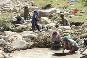 Rộ tin đào được 1,4 kg vàng