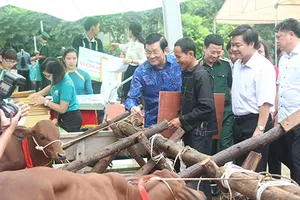 Chủ tịch nước tặng bò giống cho đồng bào nghèo