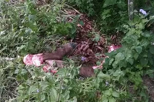 Trâu bị trộm xẻ thịt ngay tại vườn làm dân mạng phẫn nộ