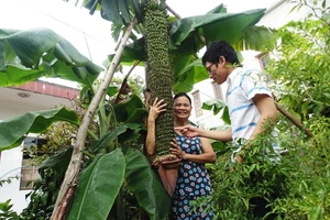 Buồng chuối đột biến hơn 200 nải