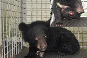 Cứu sống gấu ngựa hoang dã bị dính bẫy mất chân