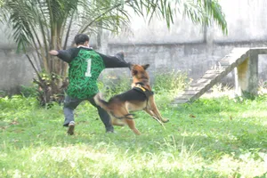 Những chú chó tinh nhuệ của lực lượng "quả đấm thép"