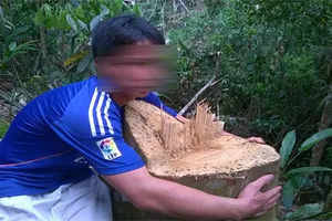 Rừng bị "giết" trước mắt kiểm lâm