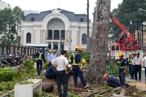 Dùng cây đốn trước Nhà hát TP.HCM trùng tu chùa