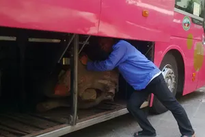 Liên tiếp bắt xe khách chở gỗ quý