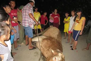 Bò 'điên' sổng chuồng húc nhiều người bị thương