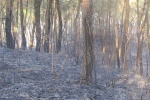 Hạt phó hạt kiểm lâm tử vong vì chữa cháy rừng