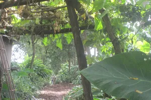 Phát hiện thi thể một phụ nữ trong rẫy cà phê