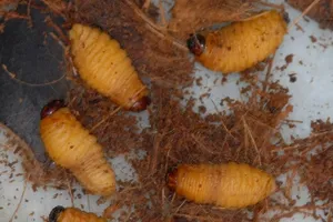 'Sát thủ' cây xanh trở thành món ăn đệ nhất miền Tây