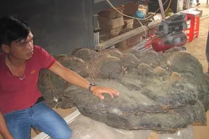 Một cây nấm linh chi nặng hơn 2 tạ, giá tỉ đồng