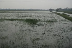 Đi tìm cha, thấy cha nằm chết dưới ruộng