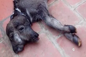 Đổ xô xem nghé 2 đầu, 4 mắt song chỉ có 2 tai