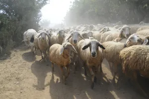 Lạc giữa bầy cừu ở Phan Rang