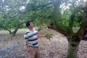 Phát hiện xác người phụ nữ tại vườn điều