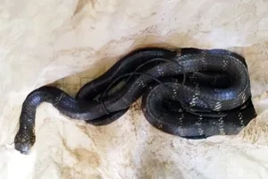 Rắn cạp nong cắn chết phó công an xã