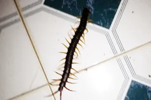 Người bị rết dài 30 cm chui vào quần lại gặp rết 'khủng'