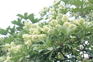 Mùa hoa sữa trên xứ Phan Rang