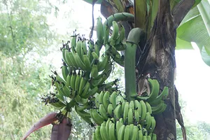 Một cây chuối trổ cùng lúc hai buồng trái