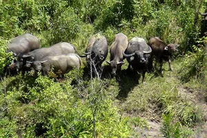 Vào rừng tìm trâu