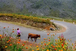 Những sắc hoa rực rỡ trên cao nguyên đá Hà Giang
