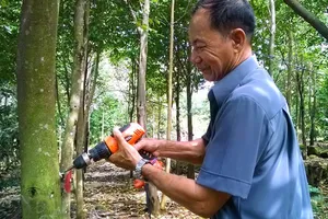 Nuôi kiến tạo trầm hương