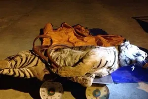 Chở con hổ nặng 120kg cho một 'người lạ mặt'