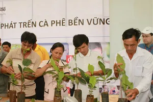 19.000 nông dân tham gia sản xuất cà phê 'sạch'