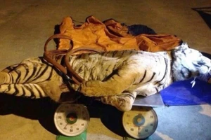 Khởi tố kẻ chở thuê xác con hổ nặng 120kg