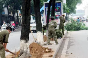 Hà Nội: Tiếp tục chặt bỏ hàng cây xanh