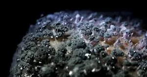 Nấm mốc nấm men có nguy cơ gây ung thư