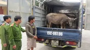 Khởi tố băng nhóm 9X mang 2 xe tải đi trộm 29 con trâu