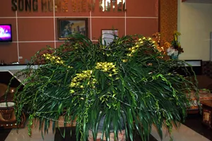 Chậu địa lan Trầm Mộng 103 nhánh bán giá 70 triệu đồng