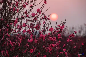 Vẻ đẹp hoa đào các vùng miền Việt Nam