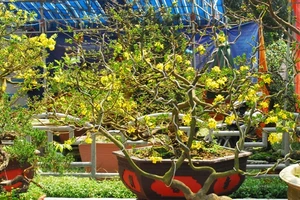 Những gốc hoàng mai bạc triệu