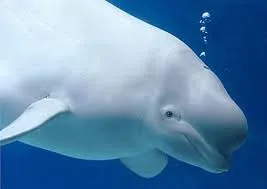 Cá voi nặng 250 kg mắc lưới ngư dân