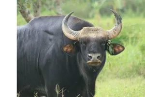 6 năm bỏ rừng về làng của bò tót rừng Phước Bình 