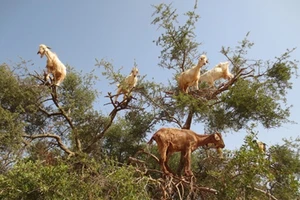 Chiêm ngưỡng loài dê leo cây thoăn thoắt như khỉ ở Maroc