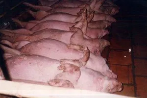 Xử phạt cơ sở bơm nước vào heo trước khi giết mổ