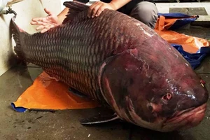 Lại bắt được cá hô 'khủng' nặng 135kg