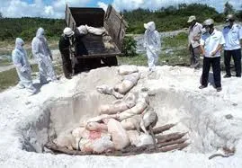 Tiêu hủy hơn 280kg da và mỡ heo không kiểm dịch