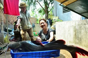 Ngư dân bắt được cá lăng “khủng” trên sông Sêrêpốk