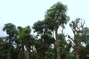 Thay cây giáng hương, lộc vừng trên đường Nguyễn Huệ