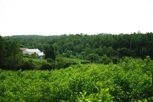 Giữa đêm “lâm tặc” vác dao chém 2 cán bộ bảo vệ rừng