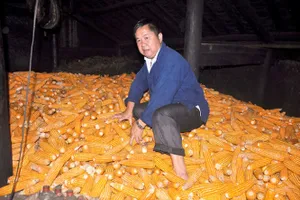 ​Lúa và đá ở Ma Lé