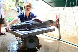 Liên tục câu được cá lăng “khủng” trên sông Sêrêpốk