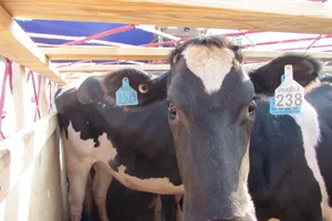 Vinamilk nhập thêm 400 con bò từ Úc