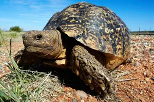 Rùa làm cháy nhà